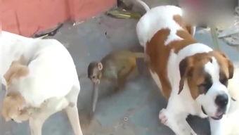 国产小猴子全部视频,欢乐时光，成长足迹