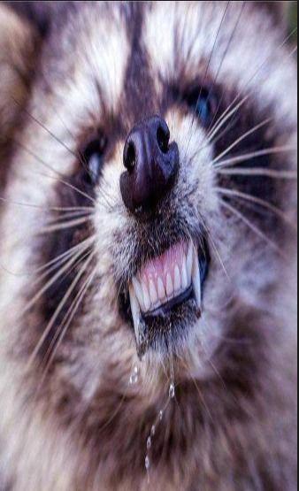 国产浣熊有狂犬病吗视频,国产浣熊感染狂犬病真相揭秘